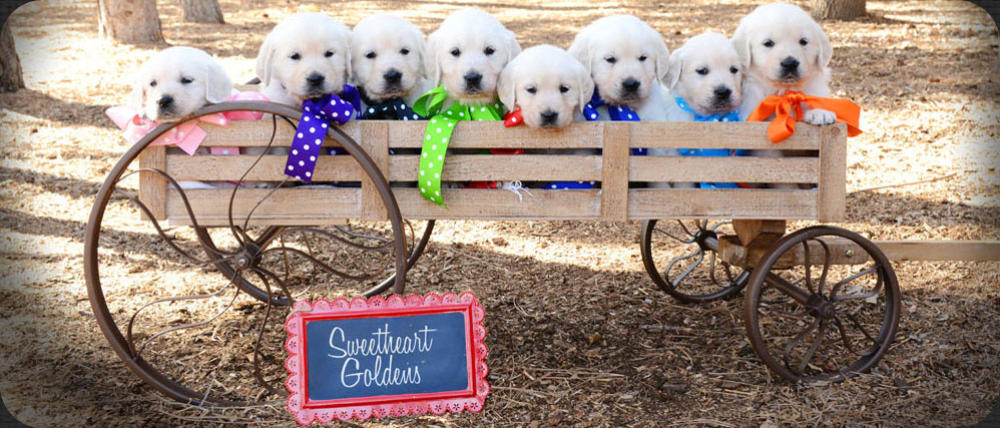 English Golden Retriever Puppies For Sale In Colorado