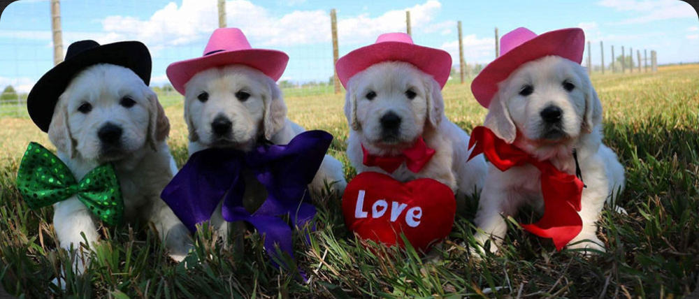 Testimonials For Sweetheart Goldens